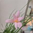 프레리