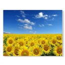 세잔느와 이미지