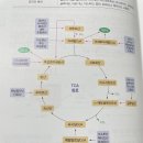 모고2회차 B-11번 탈아미노반응 이미지