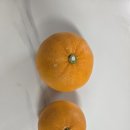 건상농장 | 제주미소농장 천혜향