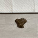 애드펫동물병원 이미지