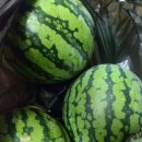 하단동1160 이미지