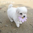 견우애견 이미지