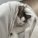 야옹하다 이미지