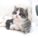 강남고양이분양 호야캣 이미지