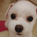 자스민 동물병원 이미지