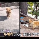 동물농장 이미지