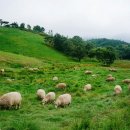 경동목장 이미지