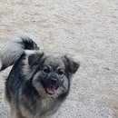 도담이 이미지