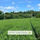 엄마랑 제주 서쪽 가볼만한곳 오설록 티뮤지엄 기념품 후기