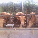 해동 한우 축사 이미지