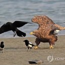뜸부기