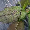 성골 농원 이미지