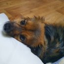 뿡이네 | 양산 강아지 방문훈련으로 민원 들어 온 분리불안 해결한 후기