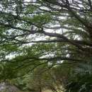 만수산자연휴양림 이미지