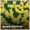 서산 팔봉산 목장 | 싱그러운 봄, 충남 꽃동산으로 떠나요!