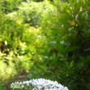 남근농장 이미지