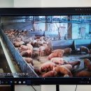 중국의 돼지 아파트 이미지