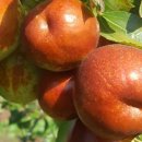 태조농장 이미지