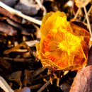 화신식물원 이미지