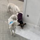 해피데이즈 | 인천 강아지 유치원 해피데이즈 노견이 집에 가기 싫어한곳