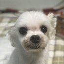 구름강아지 이미지