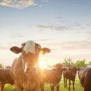 사망 표시: USDA는 도축 명령을 받아야 할 소의 수를 알 수 있도록 소에 꼬리표를 강제--의무적으로 부착하도록 추진 이미지