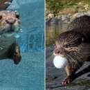 수달수영장 앞 이미지