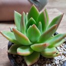 다미농장 이미지