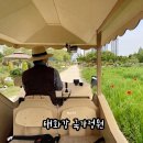 세븐일레븐 울산달리점 | 울산 태화강국가정원 후기 울산마차 타고 둘러보는 봄꽃축제