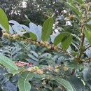 만두나무 이미지