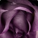 장미정원 이미지