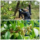 미숙식품 이미지