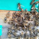 꿀벌사랑 동호회 울산근교 지역 소모임 이미지