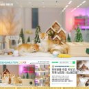 힐링캐터리 이미지