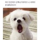 털찐강아지 이미지