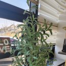 안성시배드민턴장 | 안성맛집 고기박사냉면 초계막국수 숯불고기 서비스 줄서는 여름맛집