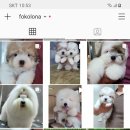 한국꼬똥켄넬 이미지
