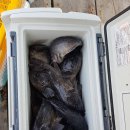 낚시타운 좌대낚시터 이미지