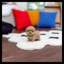 유앤미펫 강아지분양 고양이분양 용인점 이미지