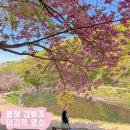 부처샘 공원 앞 | 겹벚꽃 막차 타러오세요! 문수사 실시간 개화현황