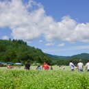 메밀꽃필무렵 이미지