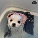 댕댕이의 품격 이미지