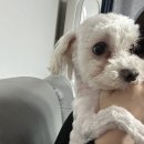 애견카페 제니콩콩 이미지