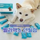 덴탈더드림 | 강아지 입냄새 제거, 벨라맥스 코어 구강 유산균 덴탈껌