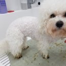멍냥샤워 네이버블로그