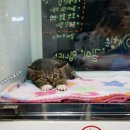 웰케어동물병원 이미지