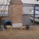 묵이네 냥이 이미지