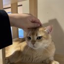 고양이사랑채 이미지