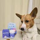 똥꼬네 | 강아지 똥꼬스키 이유와 항문낭 관리 닥터리코 스쿠팅 scooting 후기ㅣ